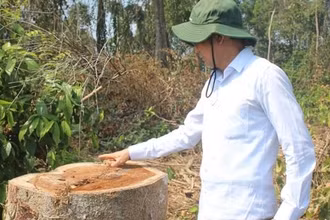 Lãnh đạo UBND tỉnh Đồng Nai kiểm tra khu vực cây rừng bị chặt vào ngày 28-12-2019.