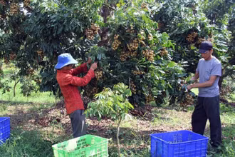 Thu hoạch nhãn chín sớm ở HTX An Phú (huyện Sông Mã, tỉnh Sơn La). 