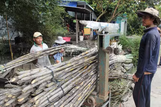 Bán mía chục cho thương lái ở thành phố Ngã Bảy, tỉnh Hậu Giang.