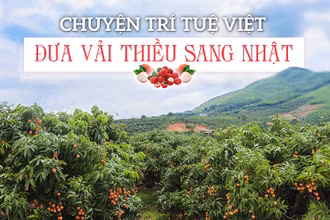 Chuyện trí tuệ Việt đưa vải thiều sang Nhật