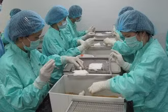 Đầu năm 2021, vaccine ngừa Covid-19 có thể thử nghiệm trên người