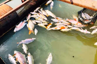 Cá chết nổi trong bè.