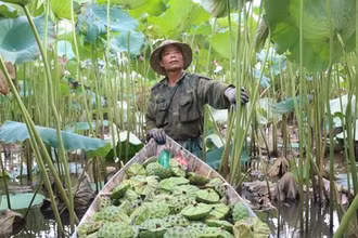 Người dân xã Chuyên Ngoại, thị xã Duy Tiên thu hoạch sen.