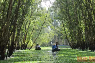 Rừng tràm Trà Sư (tỉnh An Giang), vùng ngập nước có giá trị đa dạng sinh học cao và là điểm du lịch sinh thái hấp dẫn. (Ảnh: Mỹ Hạnh)