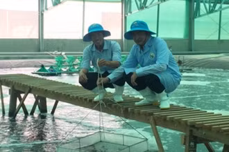 Mô hình Nuôi tôm công nghệ cao tại Công ty TNHH Việt Úc huyện Phú Mỹ, tỉnh Bình Định.