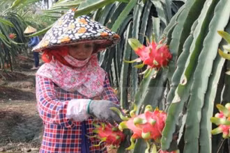 Sản lượng cây ăn quả năm 2021 các tỉnh phía nam hơn 7 triệu tấn (tăng 100.000 tấn so với 2020). Ảnh: TTXVN