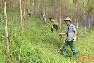 Lực lượng Kiểm lâm phối hợp với chủ rừng đi tuần tra, bảo vệ rừng tại xã Đồng Vương, huyện Yên Thế.