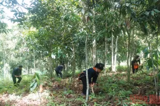 Trồng quế hiện đang là sinh kế cho hàng trăm nghìn hộ dân tộc thiểu số tại các tỉnh vùng sâu vùng xa. (Ảnh: THANH TRÀ)