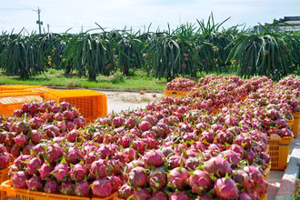 Phía Trung Quốc thông báo ngừng nhập khẩu thanh long từ 0 giờ ngày 29/12 đến 24 giờ ngày 26/1/2022.