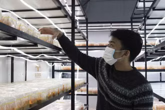 Nấm đông trùng hạ thảo được nuôi khép kín.