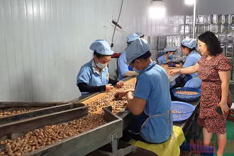 Nhiều lĩnh vực kinh tế Đắk Nông đang phục hồi sau đại dịch Covid-19.