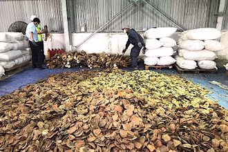 Số ngà voi và vẩy tê tê thu giữ trong vụ án này với tổng số tiền 300 tỷ đồng. (Ảnh: Cục Hải quan Đà Nẵng)
