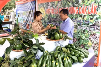 Một gian hàng trưng bày, giới thiệu trái bơ Đắk Lắk tại hội nghị.