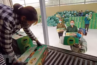 Chuyển những thùng bưởi Đoan Hùng đạt chất lượng lên container để xuất khẩu. (Ảnh: TTXVN)