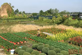 Một góc làng hoa Chợ Lách, tỉnh Bến Tre. (Ảnh: Hoàng Trung)