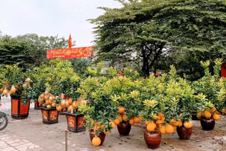 Chợ hoa Xuân bắt đầu bày bán tại vỉa vè đường Lê Hồng Phong (quận Ngô Quyền).