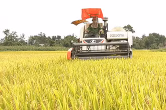 Nông dân huyện Vĩnh Linh thu hoạch lúa đông xuân.
