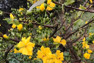 Sắc xuân tràn ngập vườn mẹ sáng nay.
