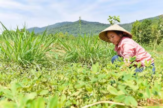 Đối với chị Hương bình an trong chị là những khoảng khắc được về với thiên nhiên, được đắm trong những tán rừng nguyên vẹn.