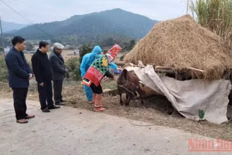 Hướng dẫn bà con người dân tộc thiểu số ở xã Đồng Văn, huyện Bình Liêu cách phòng, chống rét cho gia súc.