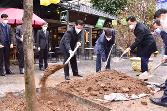 Bí thư Thành ủy Hà Nội Đinh Tiến Dũng tham gia trồng cây tại tại Phố Sách quận Hoàn Kiếm sáng 8/2. 