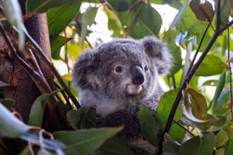 Loài gấu koala ở Australia đang đối mặt với nhiều mối đe dọa, bao gồm dịch bệnh, sự nóng lên toàn cầu và việc chặt phá rừng gây hủy hoại môi trường sống của chúng. (Ảnh: Getty)