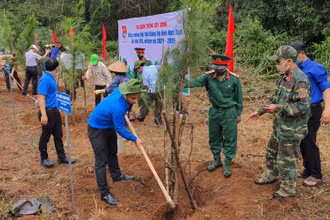 Các đại biểu trồng cây thông ba lá tại khu vực ngã ba thị trấn Măng Đen, huyện Kon Plông, tỉnh Kon Tum. 