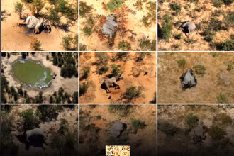 Bức ảnh ghép những con voi đã chết ở Botswana. Ảnh: Reuters.