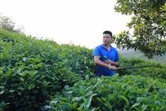Do thiếu nhân lực thu hái, anh Bùi Văn Thế ở xóm 9, xã Tân Linh, huyện Đại Từ phá bỏ chè quá lứa. 
