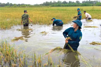Bộ đội gặt lúa giúp dân 