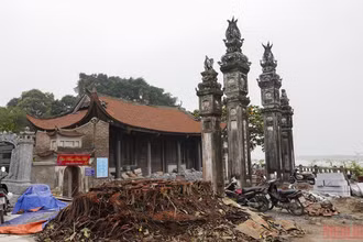 Cây đa bị chặt trong tu bổ đình Chèm thực chất mới được trồng hơn 20 năm.