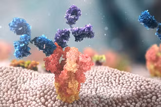 Ảnh minh họa cơ chế hoạt động của Evusheld. (Nguồn AstraZeneca)