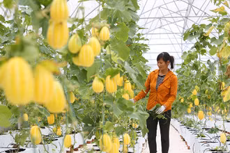 Hà Nội sẽ chú trọng đào tạo nghề ngắn hạn cho lao động nông nghiệp (Ảnh minh họa: Thành Đạt).