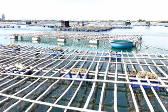 Vùng triều Đầm Nại, huyện Ninh Hải, tỉnh Ninh Thuận trở thành nơi nuôi hàu Thái Bình Dương với kỹ thuật treo dây thả nuôi trong lồng bè đạt hiệu quả cao. 