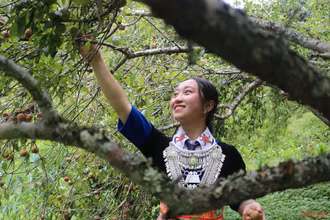 Thiếu nữ người Mông tham dự Hội thi hái mận ở xã Mường Lống. 