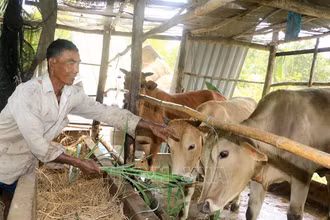 Ảnh minh họa: Nông dân Khmer ở Vĩnh Long chăm sóc bò từ nguồn vốn vay của địa phương. (Nguồn: TTXVN)