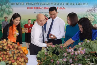 Các đại biểu tham quan gian trưng bày sản phẩm nông sản tỉnh Sơn La.