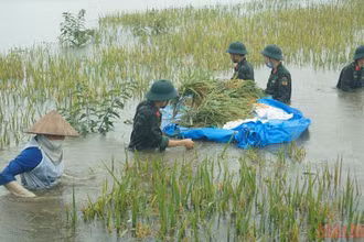 Cán bộ, chiến sĩ Tiểu đoàn đặc công 19, Quân khu 2 giúp người dân xã Bình Phú, huyện Phù Ninh hỗ trợ người dân thu hoạch diện tích lúa bị ngập úng. 