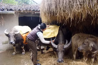 Chủ động phòng, chống rét cho đàn gia súc trong đợt rét đậm, rét hại sắp tới. (Ảnh minh họa)