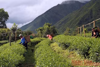 Thị trường trong nước giúp bù đắp một phần doanh thu cho doanh nghiệp chè.