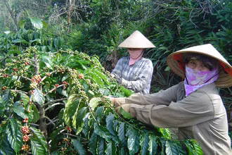 Do giá giá cà-phê, tiêu, sao su giảm ở mức thấp kéo dài trong nhiều năm khiến nhiều Công ty cà-phê trên địa bàn tỉnh Đắk Lắk sản xuất, kinh doanh thua lỗ không có tiền đóng BHXH, BHYT, BHTN cho người lao động.