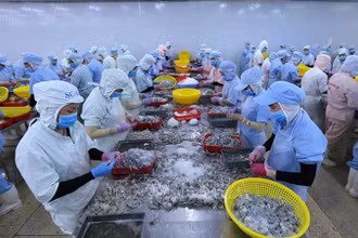 Chế biến tôm xuất khẩu sang thị trường EU. Ảnh: TTXVN