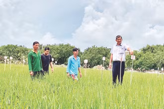 Ông Hồ Quang Cua cùng cộng sự kiểm tra các giống lúa được lai ghép tại Trại Nghiên cứu và Sản xuất giống lúa Hồ Quang.