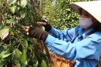 Mặc dù dịch Covid-19 trong nước vẫn diễn biến phức tạp, nhưng hoạt động mua bán hạt tiêu trong nước khá sôi động. (Ảnh minh họa)