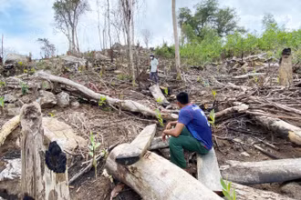 Một trong những vị trí rừng phòng hộ đầu nguồn sông Trà Bương tại thôn Tân Thành, xã Sơn Hội, huyện Sơn Hòa vừa bị chặt phá còn ngổn ngang cây rừng.
