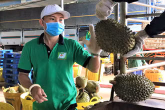 Thương lái về thu mua sầu riêng cho nông dân ở huyện Krông Pắk.