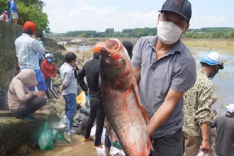 Người dân đánh bắt cá ở khu vực chân đập.