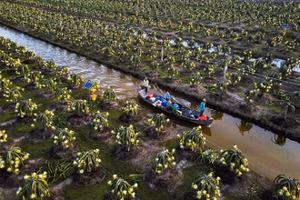 Một vùng trồng thanh long theo tiêu chuẩn Global GAP ở xã Thạnh Tân (huyện Tân Phước).
