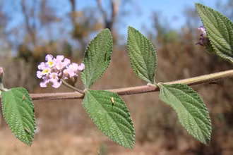 Cây Lippia alba. (Nguồn: survivalgardener.com/TTXVN)