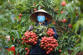 Vải thiều Bắc Giang (Ảnh minh họa: Hà Nam).